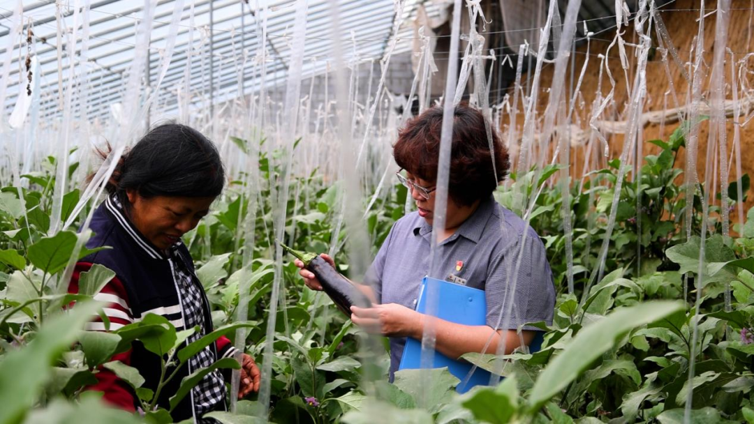 从田间到舌尖，德融酒管公司鲜蔬集采供应链搭建完成